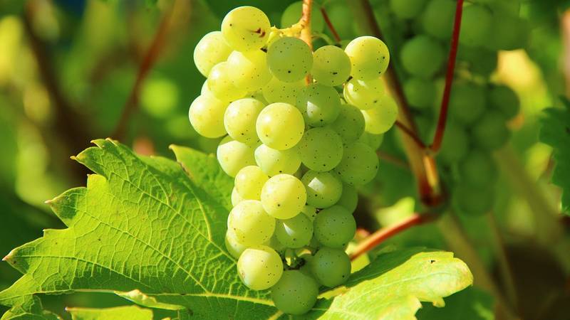 beneficios de la uva